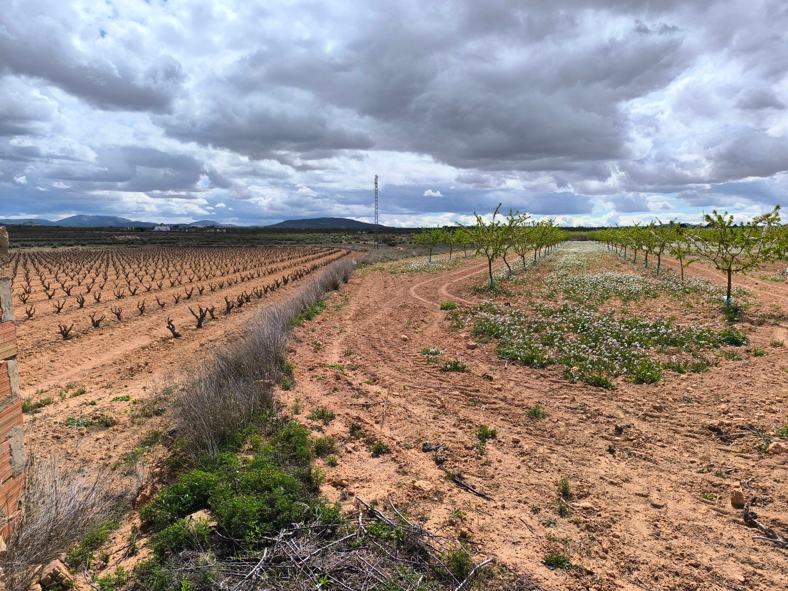 16,137 m² Land in Pinoso - Caza De Casa
