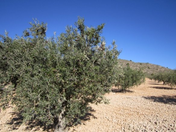 Land in Yecla - Caza De Casa