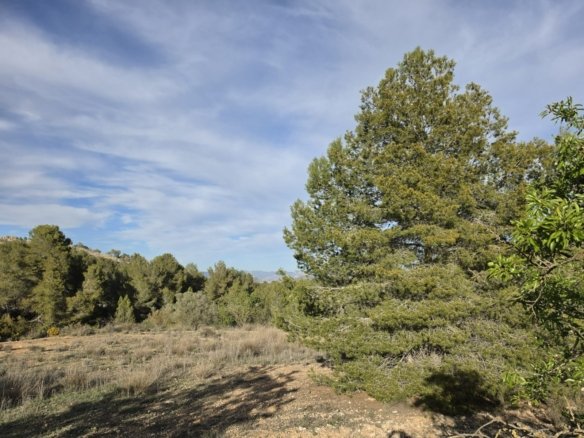 8,802 m² Land in Monóvar/Monóver - Caza De Casa