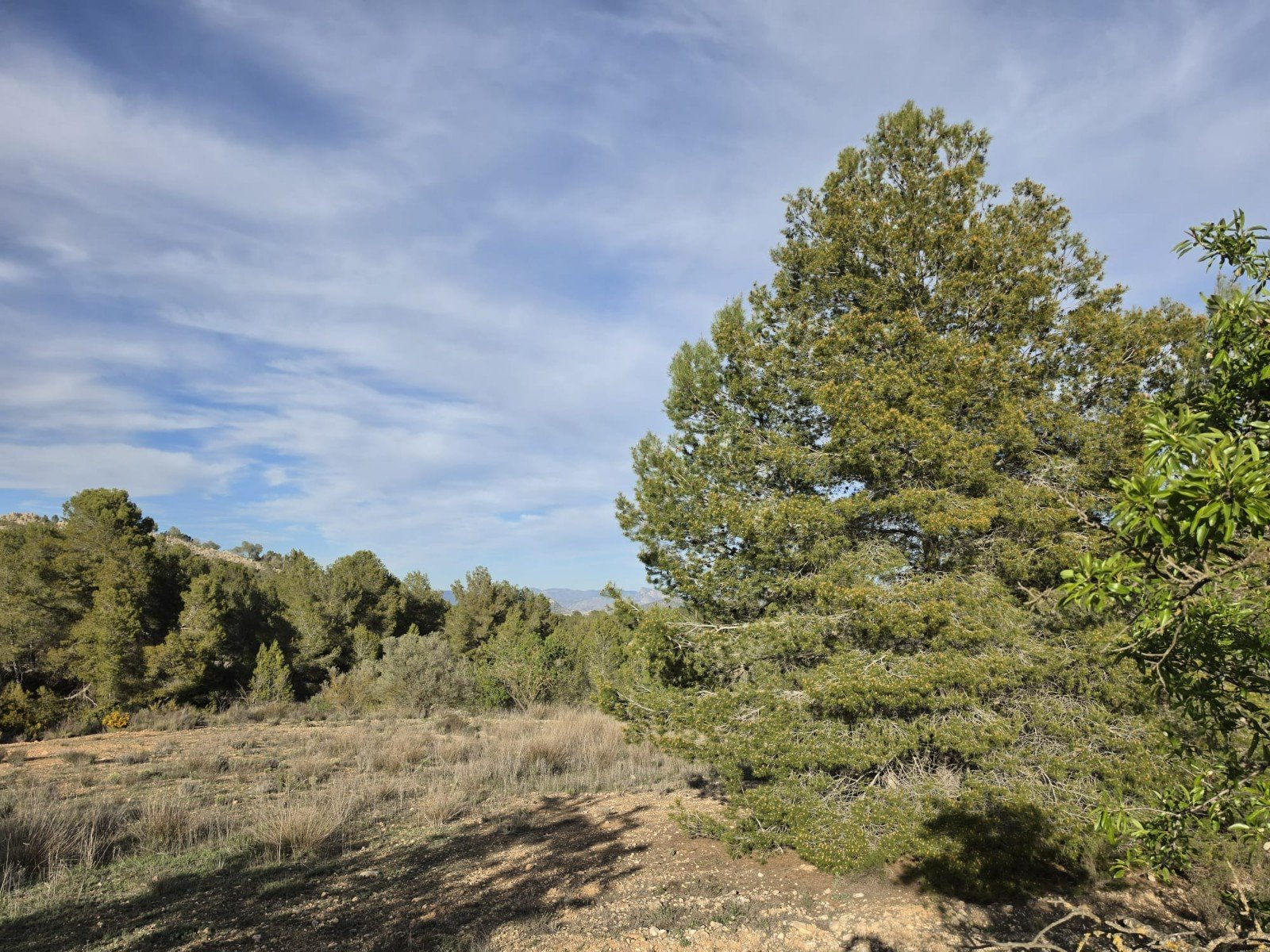 8,802 m² Land in Monóvar/Monóver - Caza De Casa