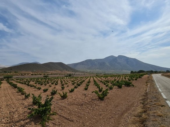 Land in Abanilla - Caza De Casa