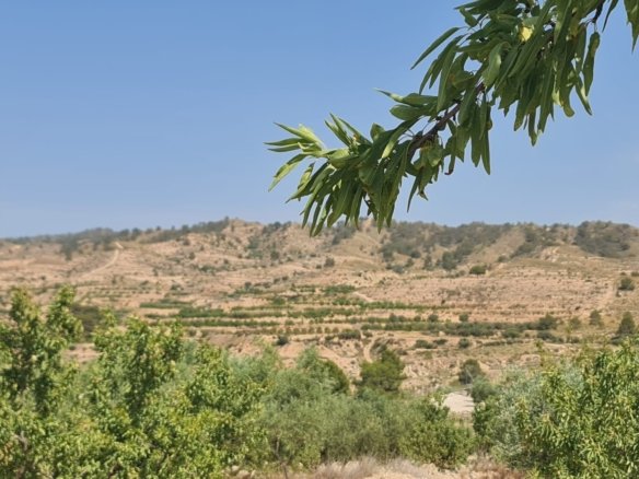 5,900 m² Land in Abanilla - Caza De Casa