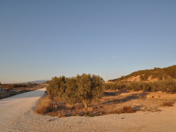 13,020 m² Land in Pinoso - Caza De Casa