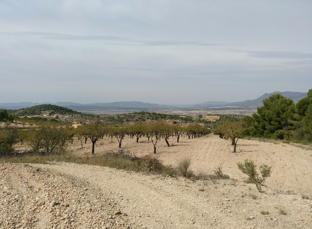 1e6caf4af1e6b25f Land in Abanilla - Caza De Casa