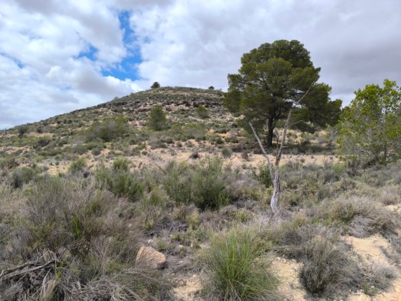 Land in Pinoso - Caza De Casa