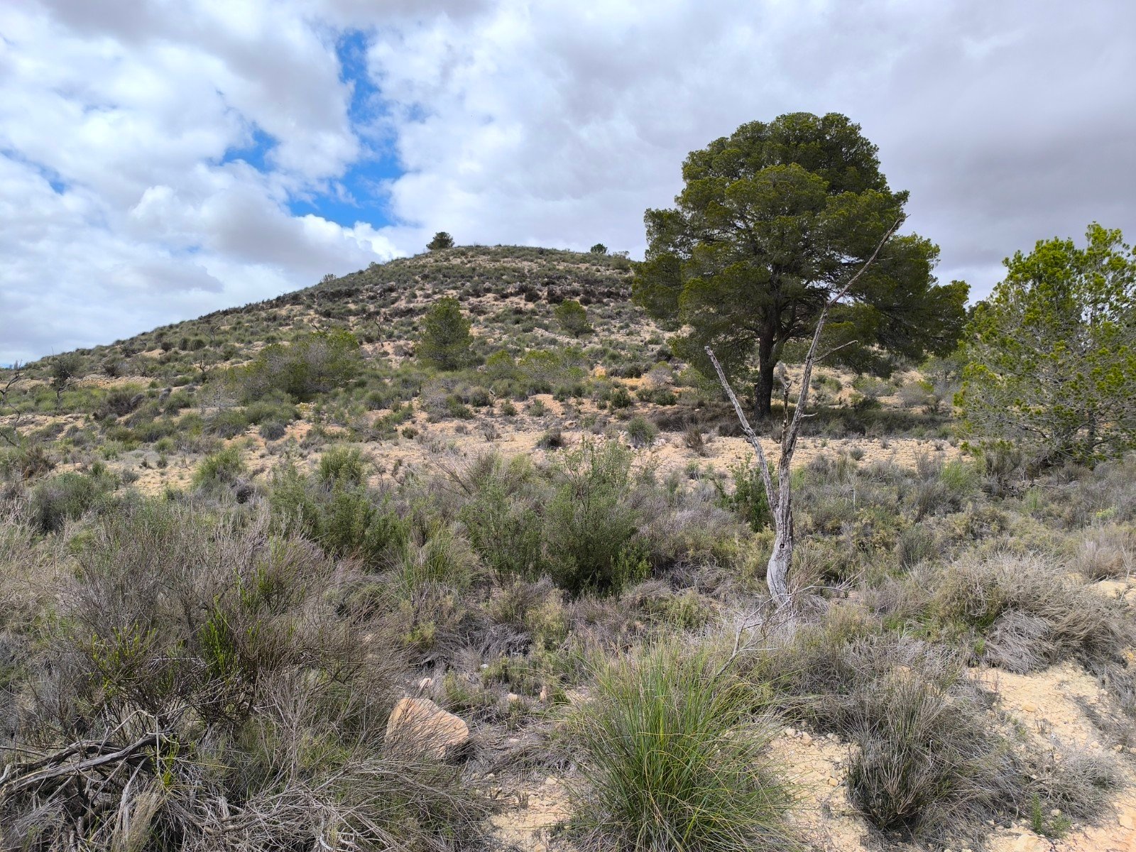 Land in Pinoso - Caza De Casa