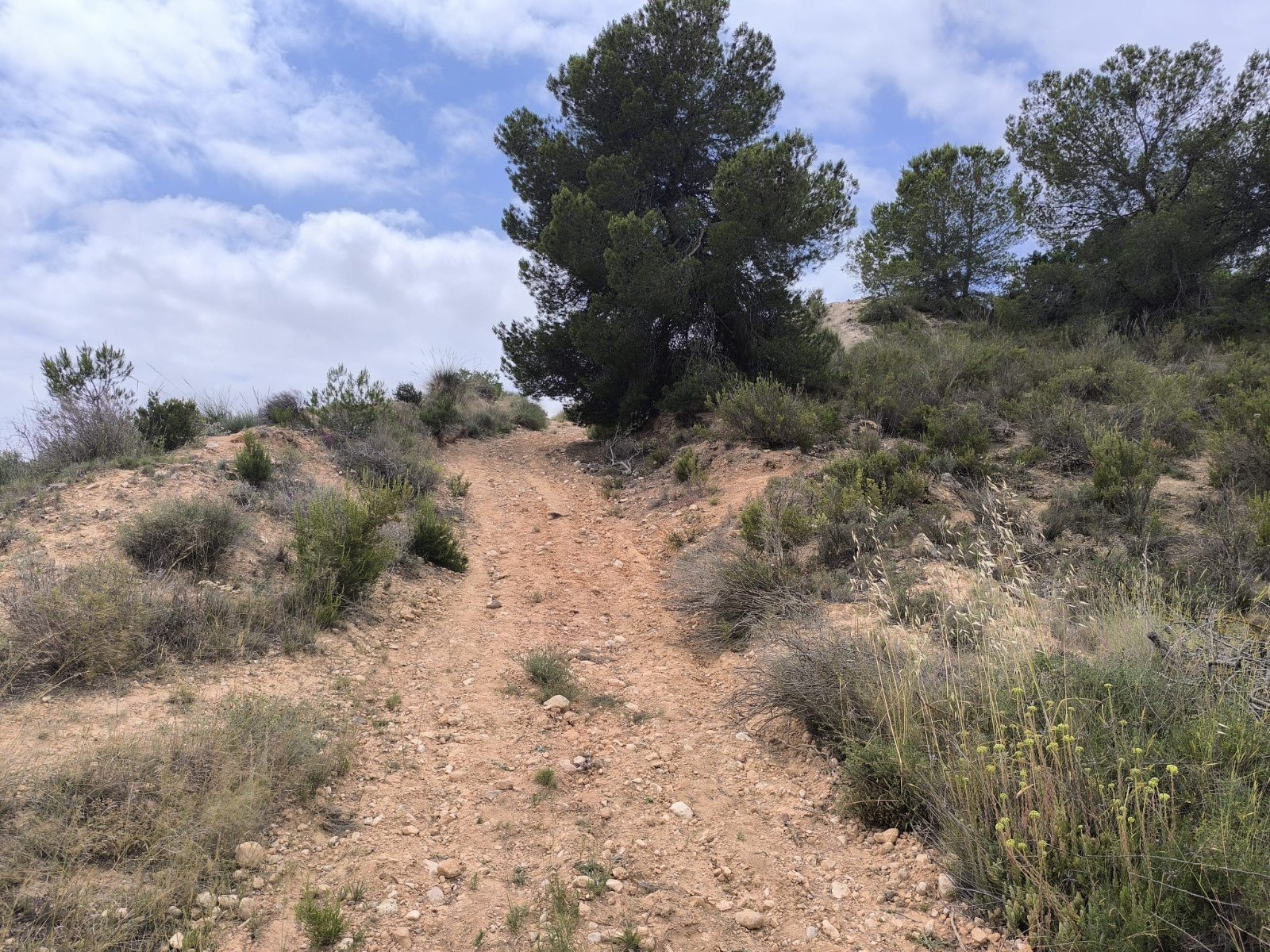 29,575 m² Land in Pinoso - Caza De Casa