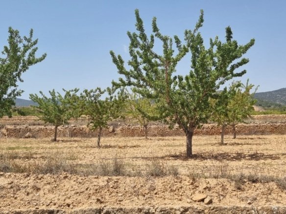 Land in Yecla - Caza De Casa