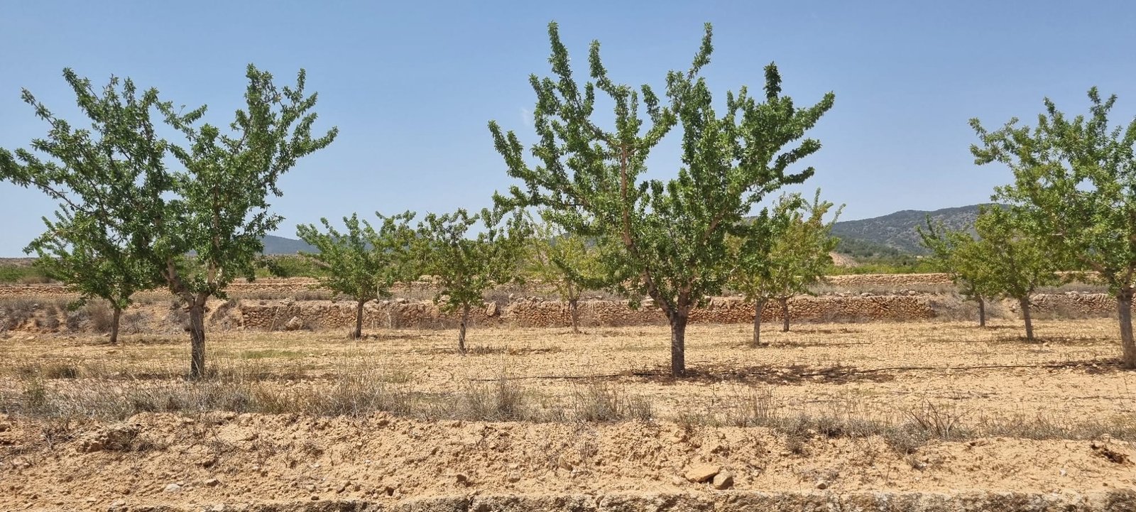 Land in Yecla - Caza De Casa