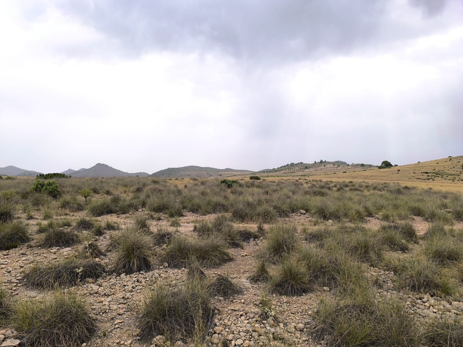 Land in Yecla - Caza De Casa