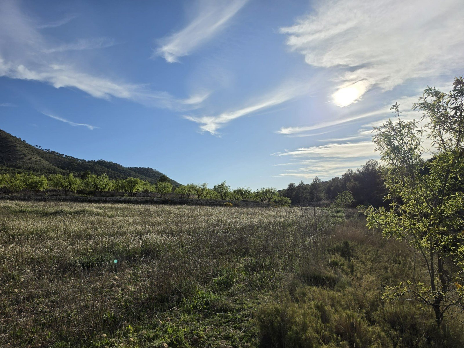 8,802 m² Land in Monóvar/Monóver - Caza De Casa