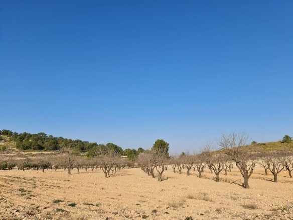 19,338 m² Land in Jumilla - Caza De Casa