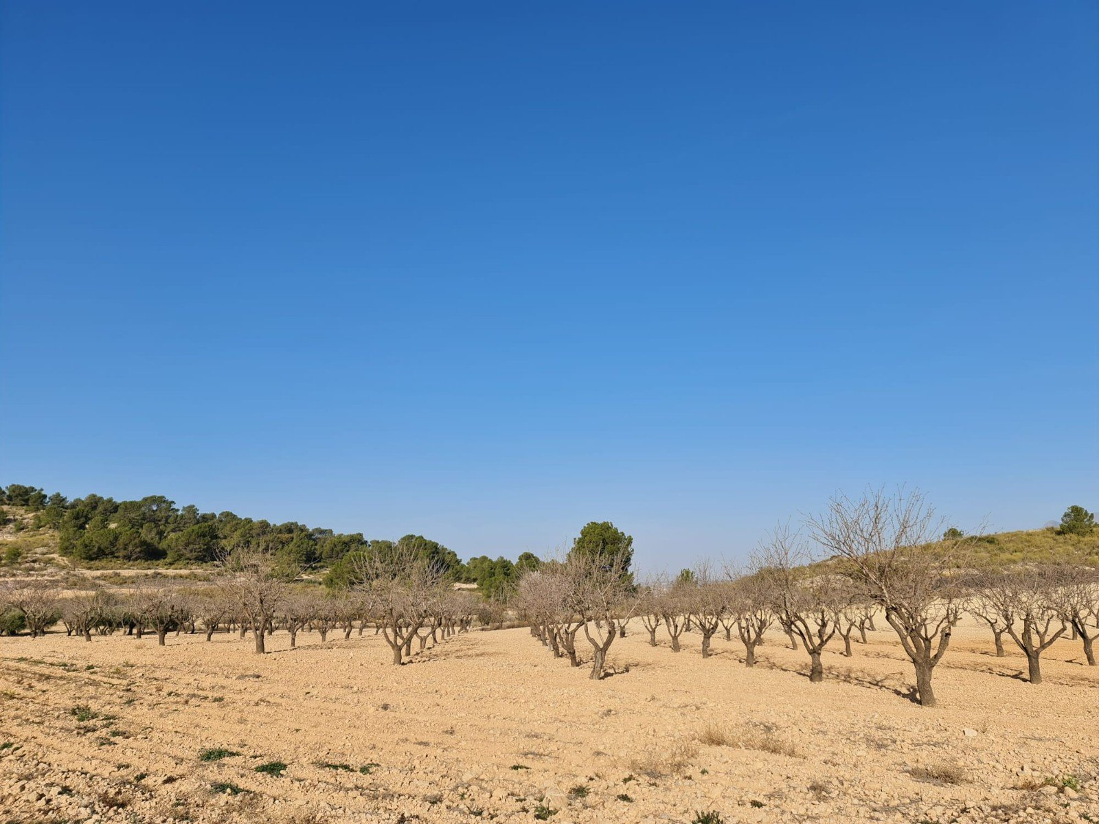 19,338 m² Land in Jumilla - Caza De Casa