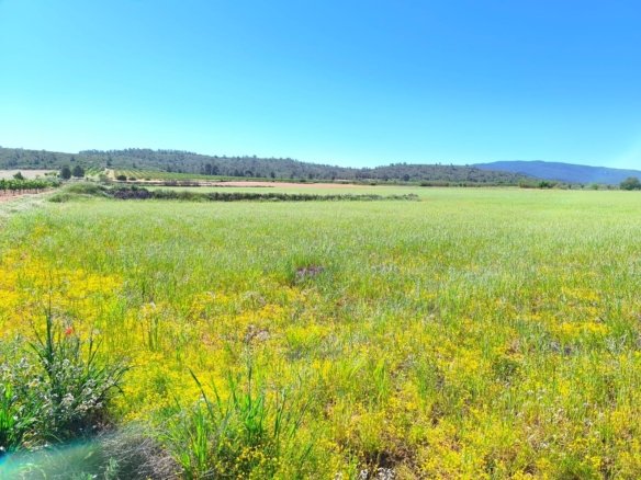 Land in Yecla - Caza De Casa