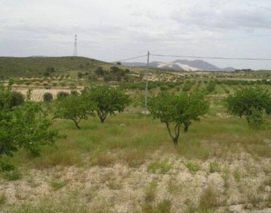 65,000 m² Land in Abanilla - Caza De Casa