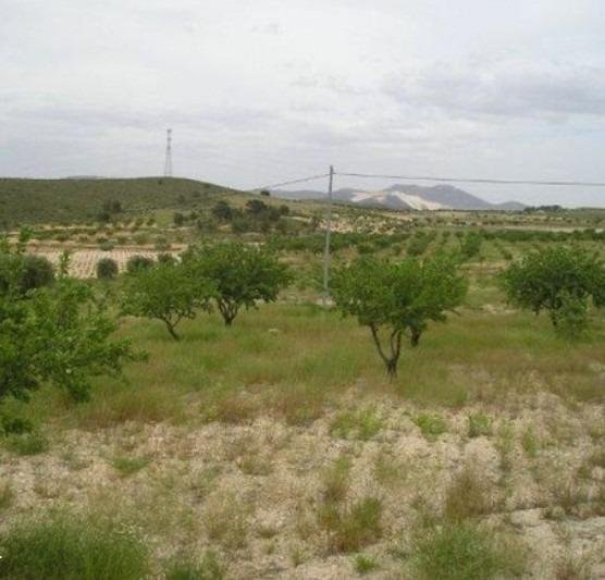 65,000 m² Land in Abanilla - Caza De Casa