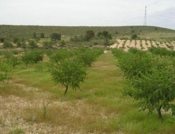 65,000 m² Land in Abanilla - Caza De Casa