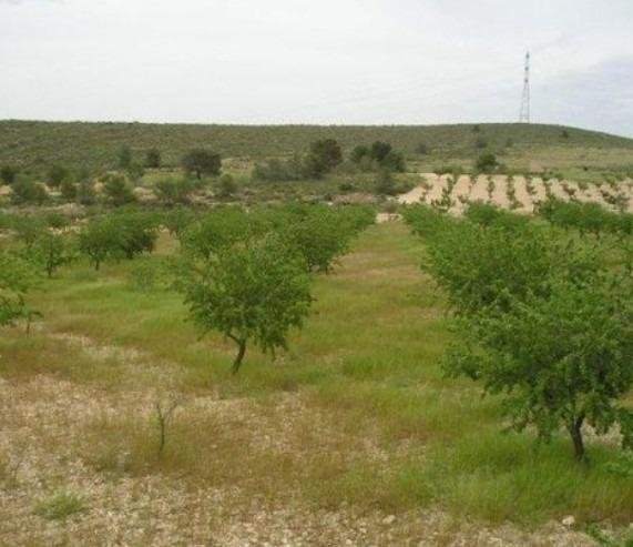 65,000 m² Land in Abanilla - Caza De Casa