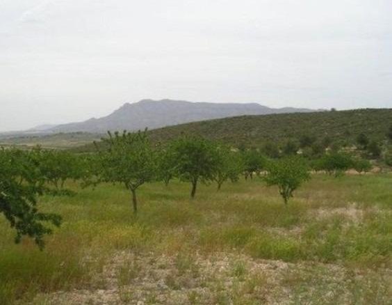 65,000 m² Land in Abanilla - Caza De Casa