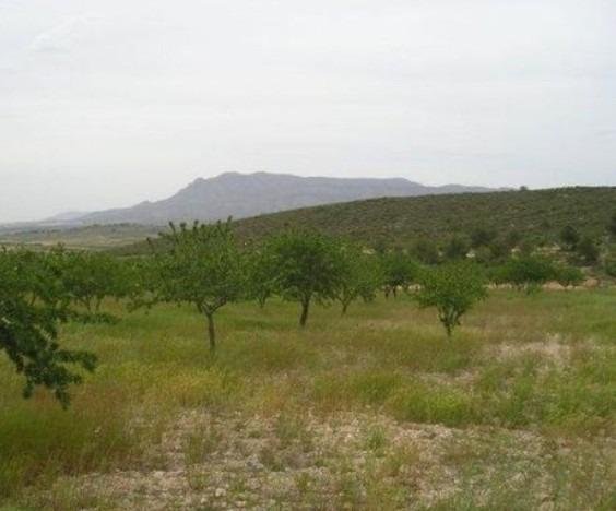 65,000 m² Land in Abanilla - Caza De Casa