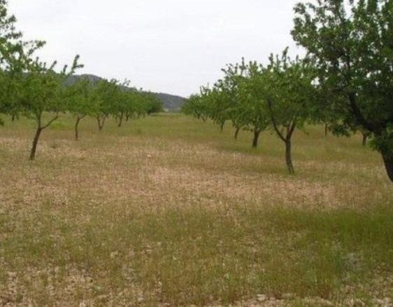 65,000 m² Land in Abanilla - Caza De Casa
