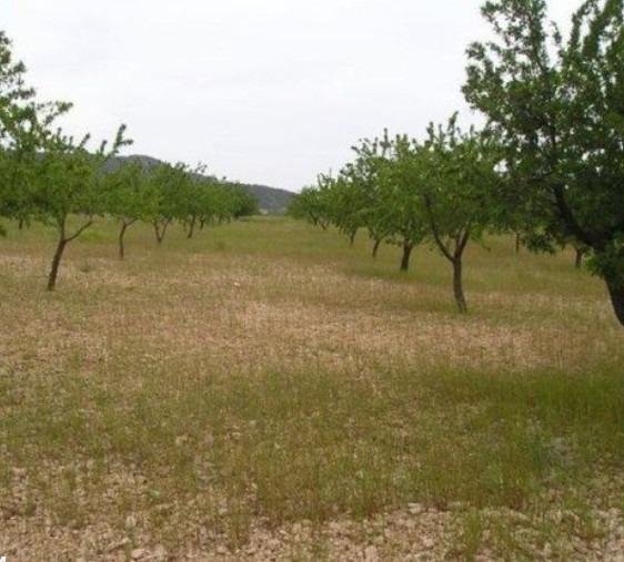 65,000 m² Land in Abanilla - Caza De Casa