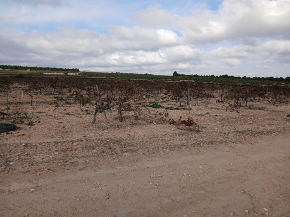 600 m² Land in Yecla - Caza De Casa