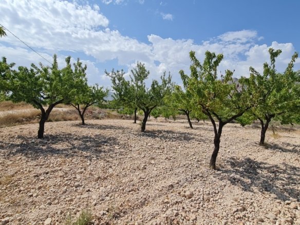 5,900 m² Land in Abanilla - Caza De Casa