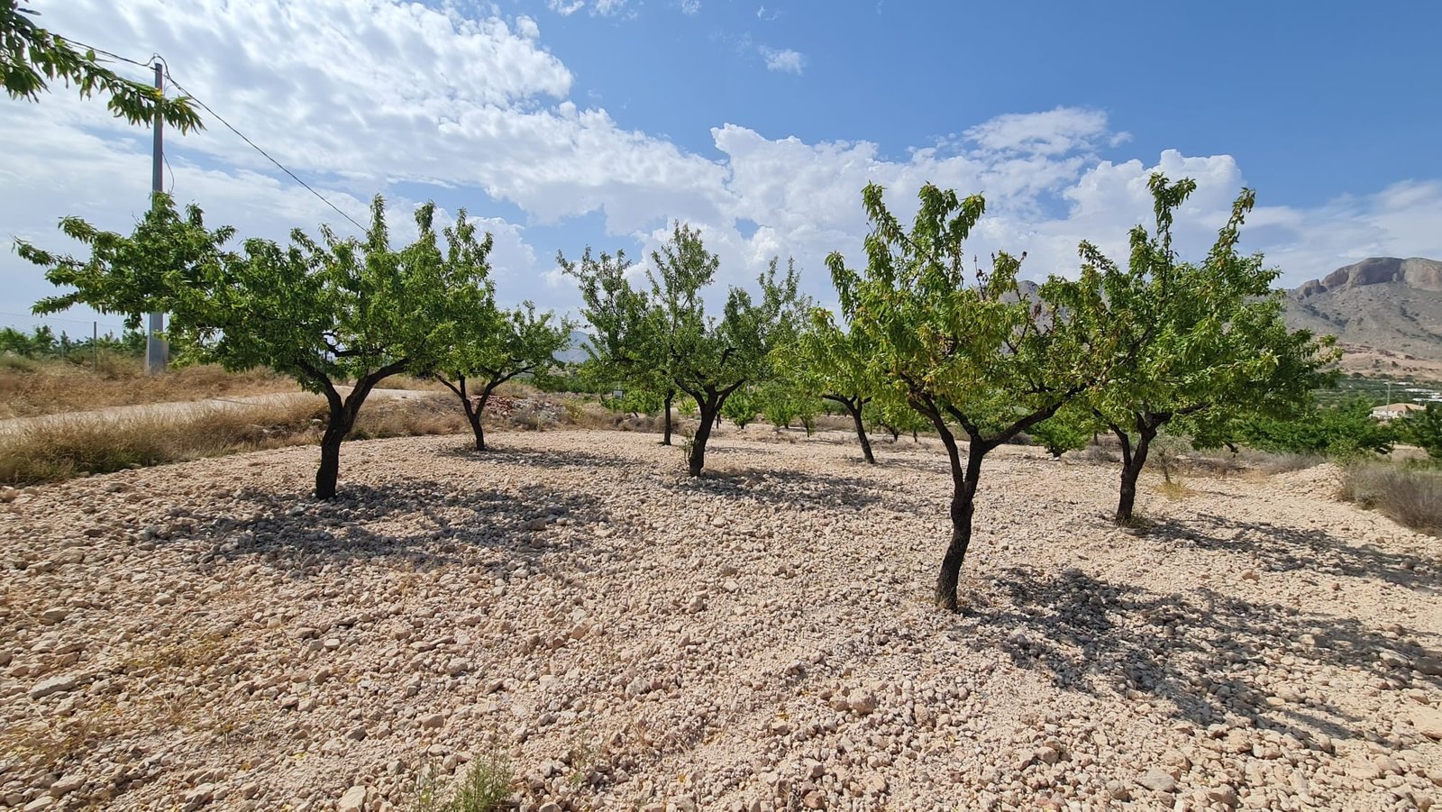 5,900 m² Land in Abanilla - Caza De Casa