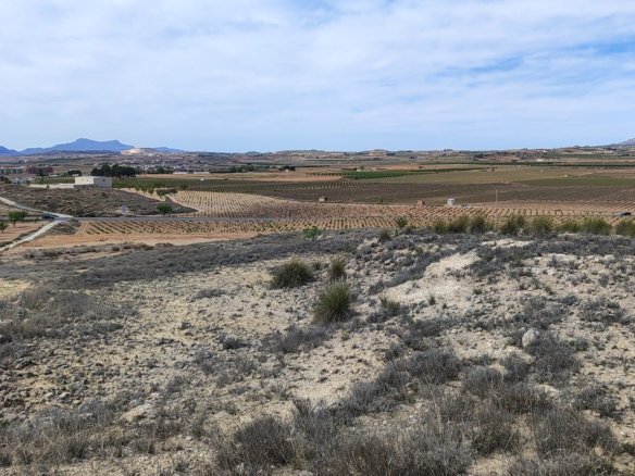 17,300 m² Land in Pinoso - Caza De Casa