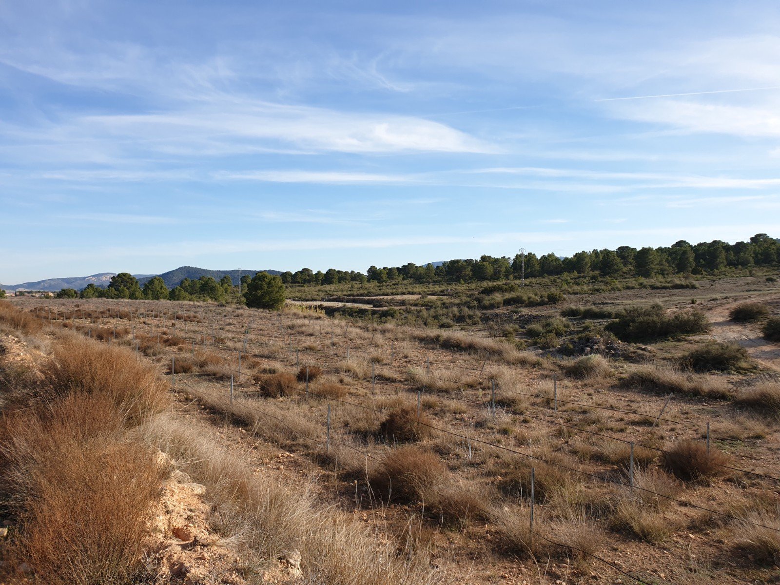 12,116 m² Land in Pinoso - Caza De Casa