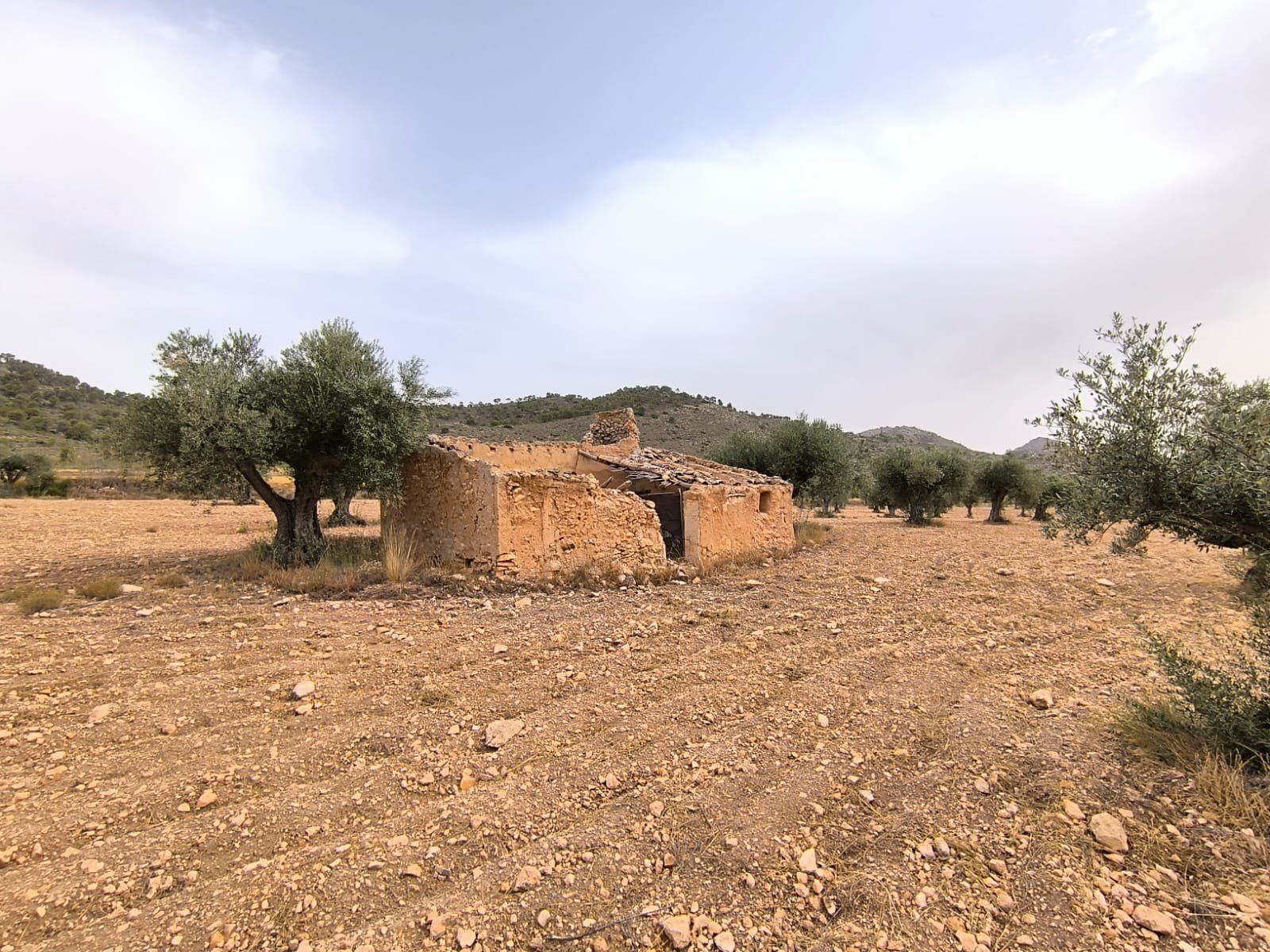 Land in Yecla - Caza De Casa