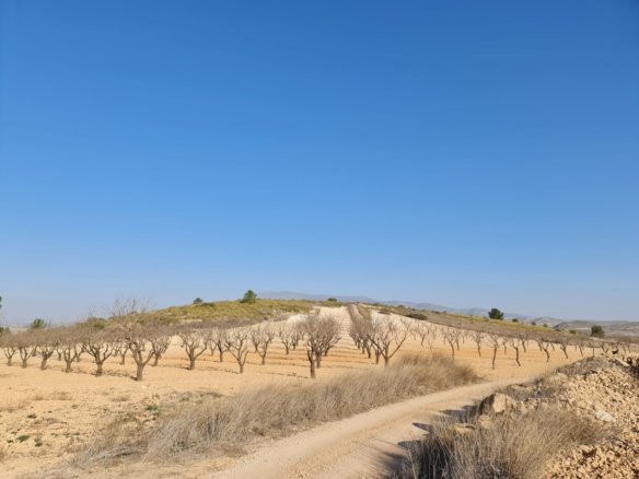 19,338 m² Land in Jumilla - Caza De Casa