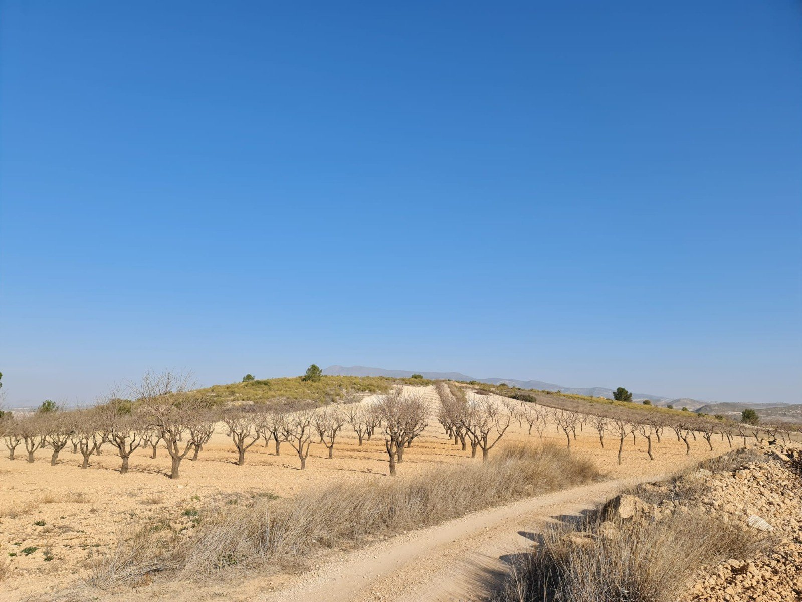 19,338 m² Land in Jumilla - Caza De Casa