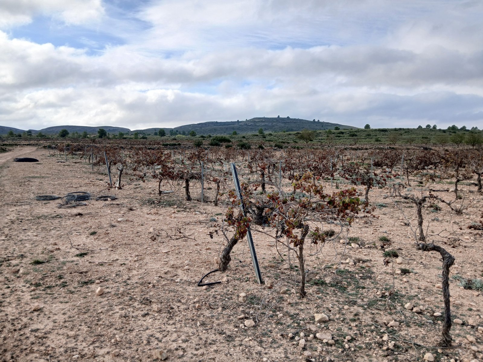 600 m² Land in Yecla - Caza De Casa