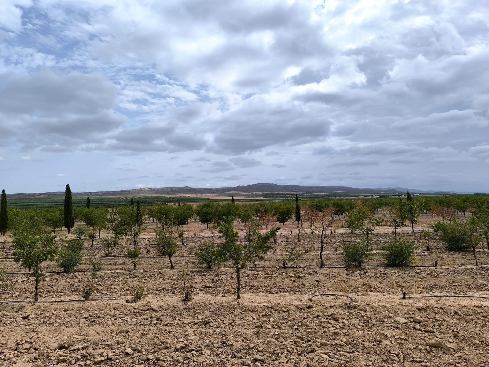 55,162 m² Land in Yecla - Caza De Casa