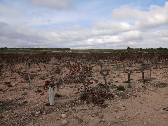 600 m² Land in Yecla - Caza De Casa