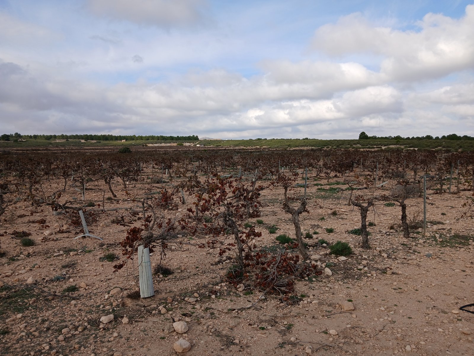 600 m² Land in Yecla - Caza De Casa
