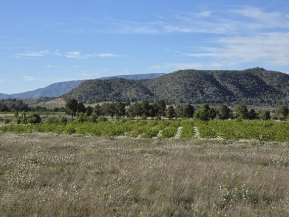 Land in Monóvar/Monóver - Caza De Casa