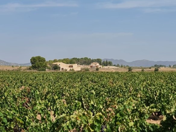 138,210 m² Land in Pinoso - Caza De Casa