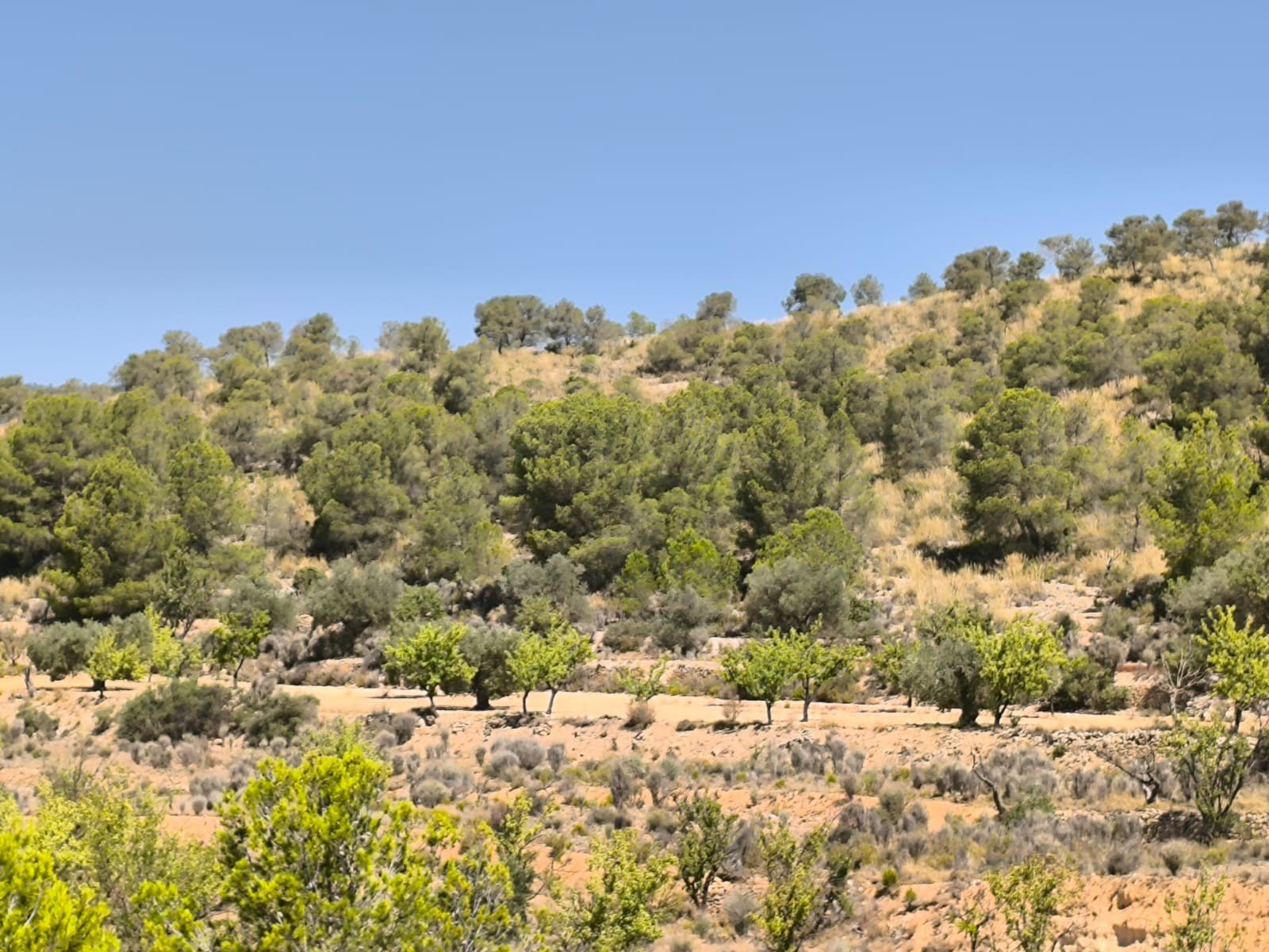 2,023 m² Land in Monóvar/Monóver - Caza De Casa