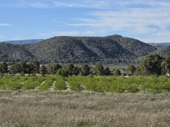 Land in Monóvar/Monóver - Caza De Casa