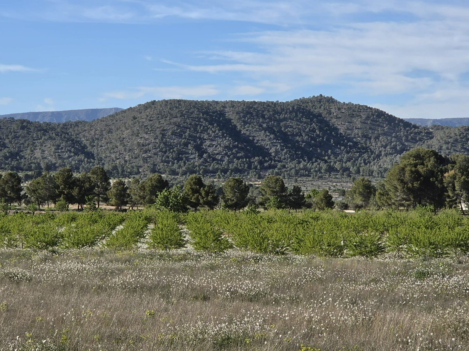 26f08ba6aca92608 Land in Monóvar/Monóver - Caza De Casa