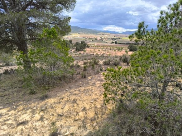 Land in Pinoso - Caza De Casa