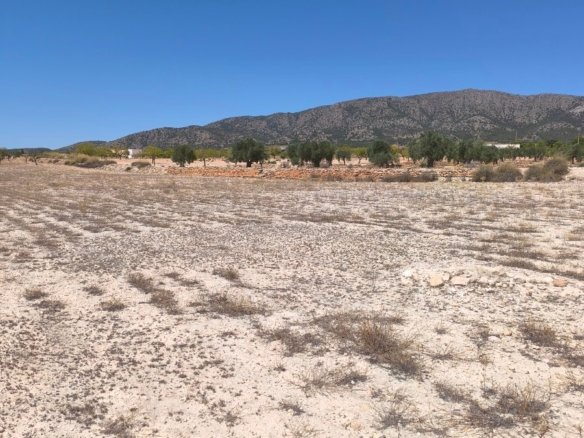 14,350 m² Land in Pinoso - Caza De Casa