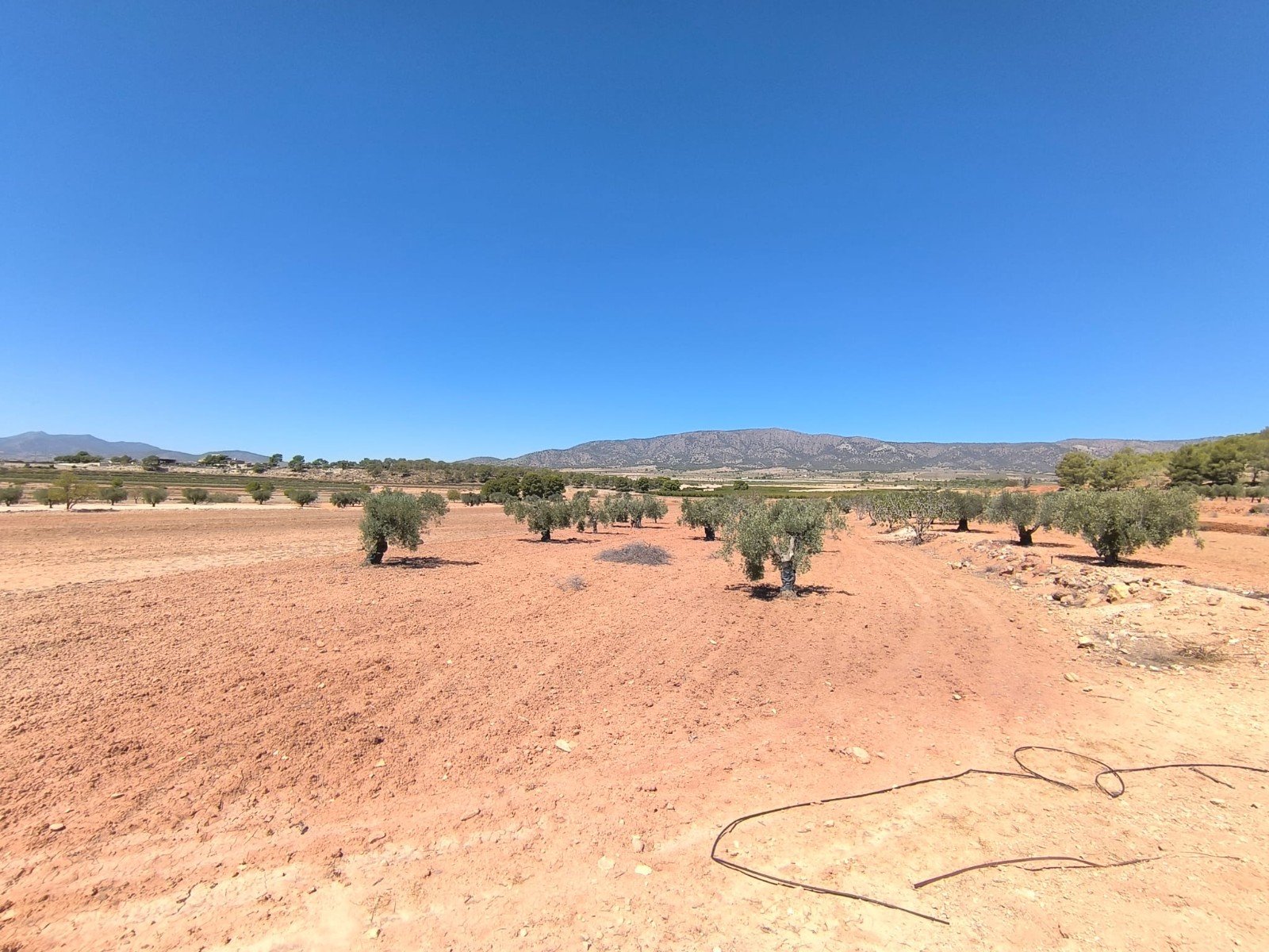 17,098 m² Land in Monóvar/Monóver - Caza De Casa