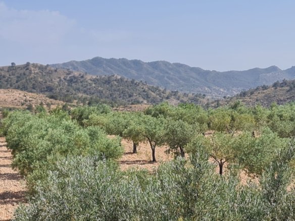 Land in Abanilla - Caza De Casa