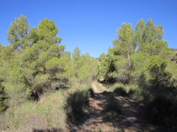 Land in Yecla - Caza De Casa