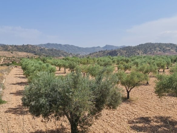 Land in Abanilla - Caza De Casa