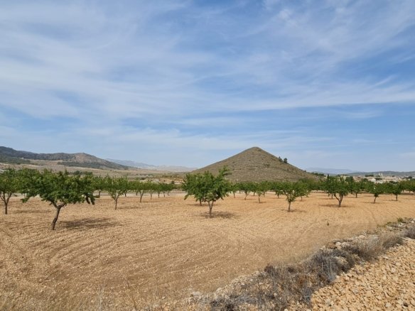 Land in Algueña - Caza De Casa